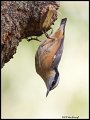 _2SB5320 red-breasted nuthatch